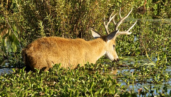 El venado de las Pampas - Sputnik Mundo