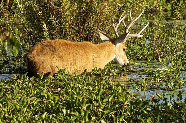 El venado de las Pampas - Sputnik Mundo