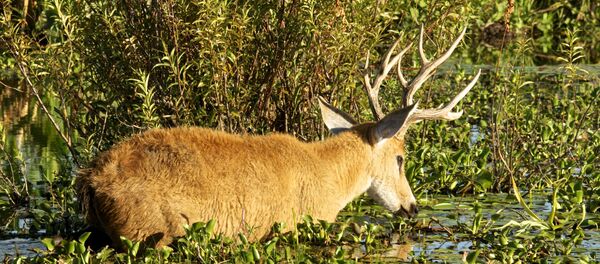 El venado de las Pampas - Sputnik Mundo