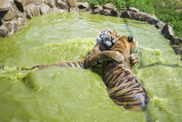 Su majestad el tigre siberiano Su majestad el tigre siberiano - Sputnik Mundo