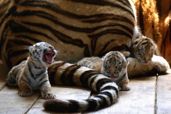 Su majestad el tigre siberiano Su majestad el tigre siberiano - Sputnik Mundo