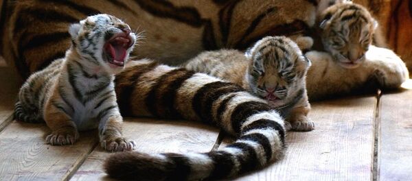 Tigres de Amur - Sputnik Mundo