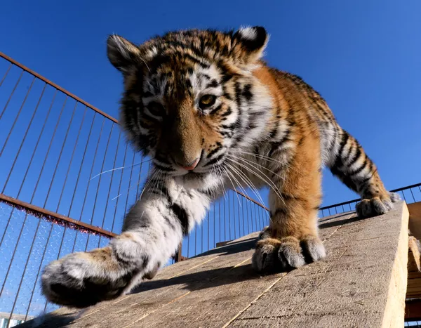 Su majestad el tigre siberiano Su majestad el tigre siberiano - Sputnik Mundo