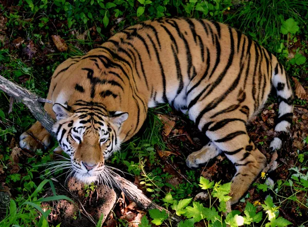 Su majestad el tigre siberiano Su majestad el tigre siberiano - Sputnik Mundo