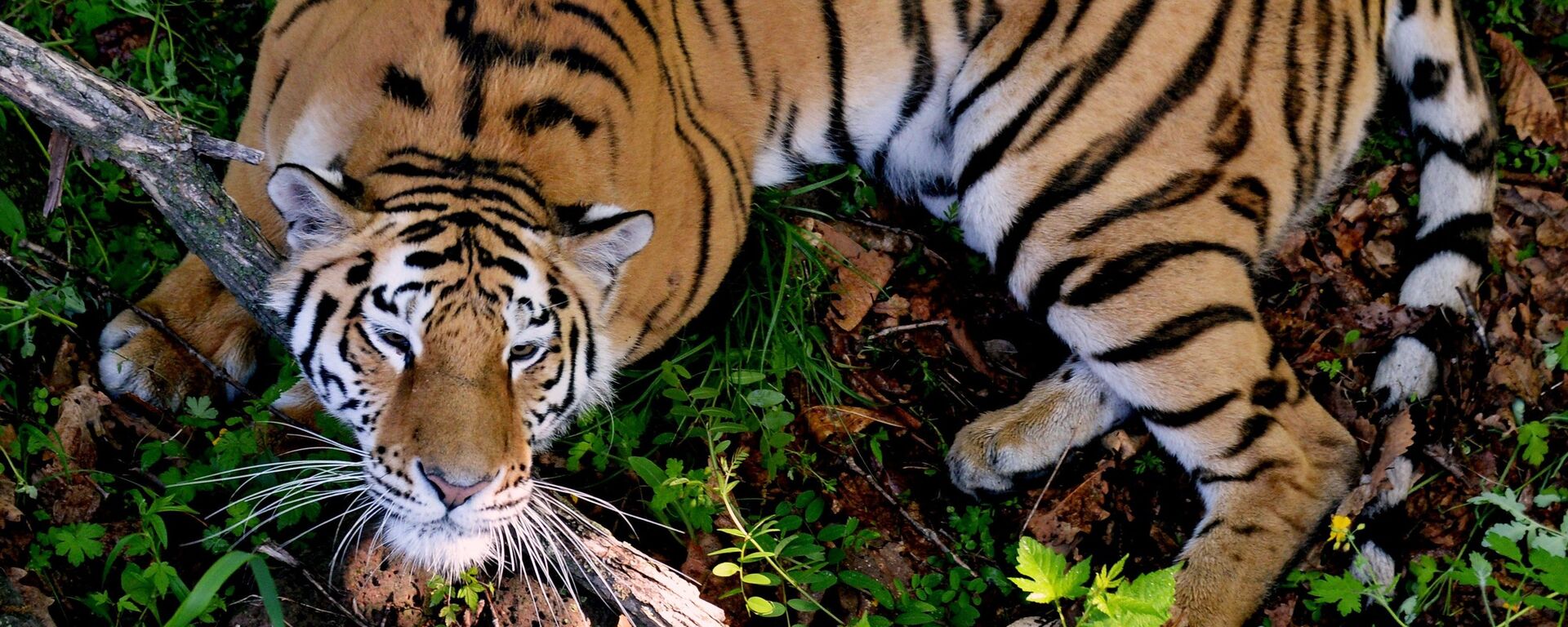 Тигры Приморского сафари-парка Амур и Уссури - Sputnik Mundo, 1920, 20.03.2022