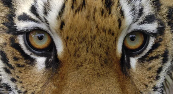 Su majestad el tigre siberiano Su majestad el tigre siberiano - Sputnik Mundo