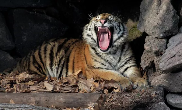 Su majestad el tigre siberiano Su majestad el tigre siberiano - Sputnik Mundo