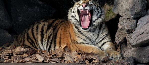 Su majestad el tigre siberiano - Sputnik Mundo