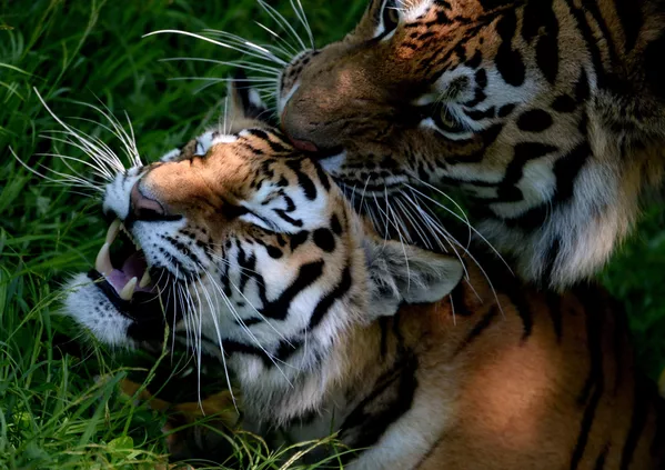 Su majestad el tigre siberiano Su majestad el tigre siberiano - Sputnik Mundo