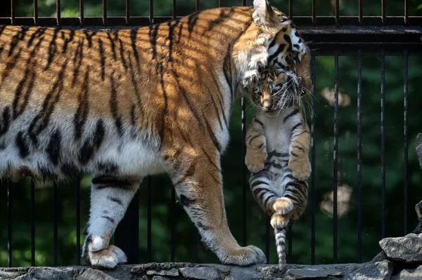 Su majestad el tigre siberiano Su majestad el tigre siberiano - Sputnik Mundo