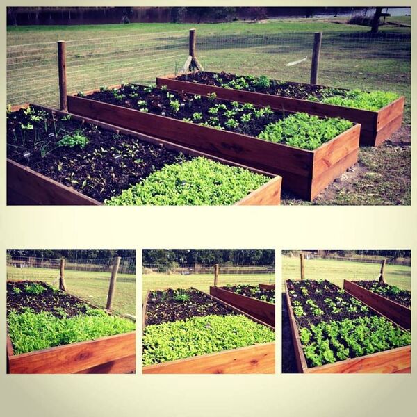 Huertas en Uruguay - Sputnik Mundo