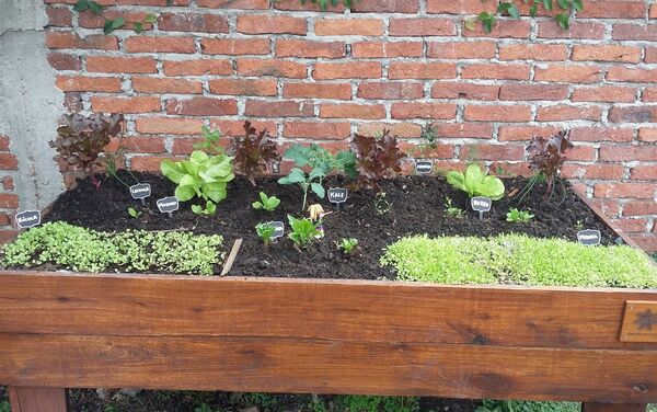 Una huerta en Uruguay - Sputnik Mundo