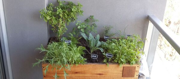 Una huerta uruguaya - Sputnik Mundo