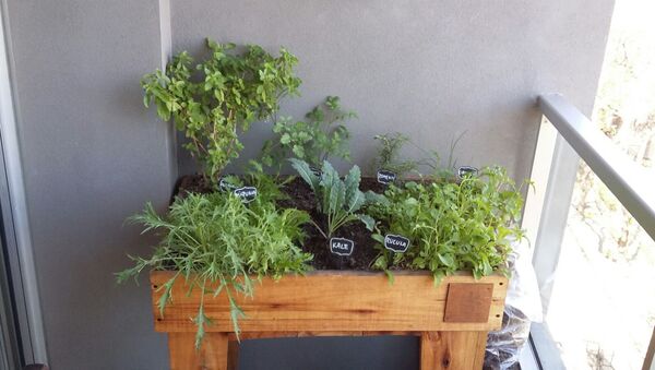 Una huerta uruguaya - Sputnik Mundo