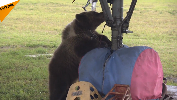 Un cachorro de oso - Sputnik Mundo