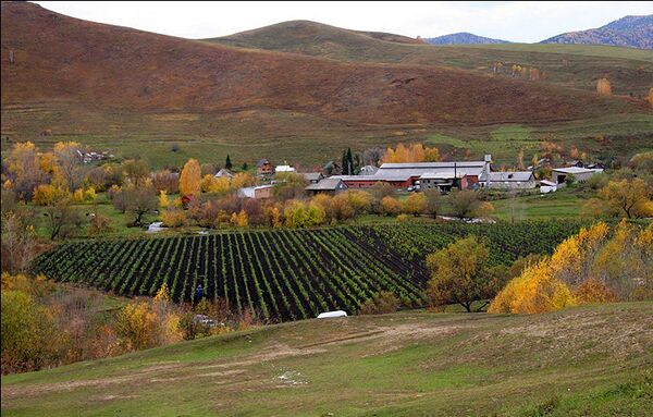 El viñedo en Altái, Siberia El viñedo en Altái, Siberia - Sputnik Mundo