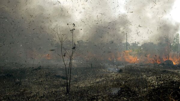 Los incendios forestales en Bolivia - Sputnik Mundo