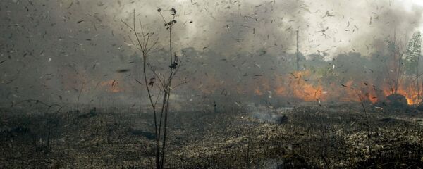 Los incendios forestales en Bolivia - Sputnik Mundo