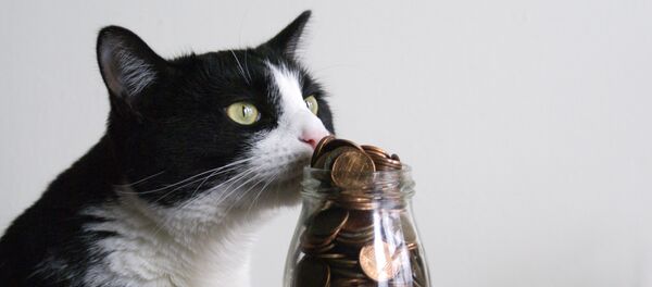 Un gato con dinero Un gato con dinero - Sputnik Mundo