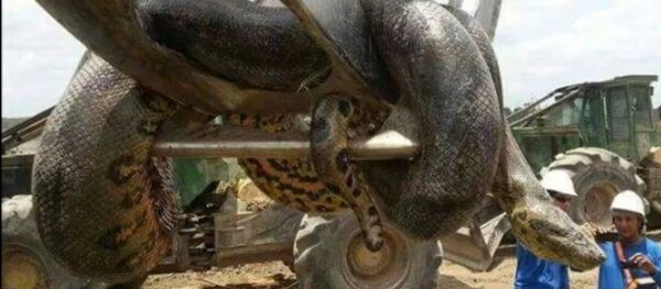 Anaconda gigante de 400 kilos - Sputnik Mundo