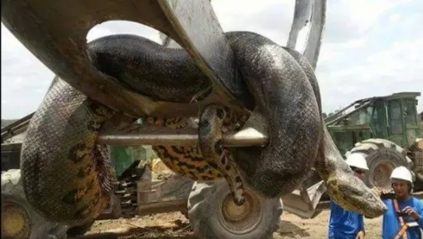 Anaconda gigante de 400 kilos Anaconda gigante de 400 kilos - Sputnik Mundo