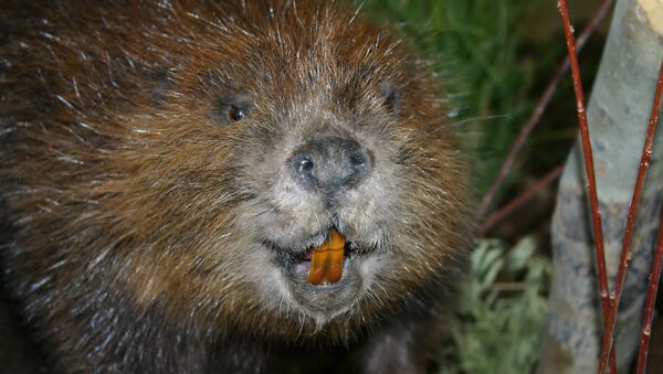 Un castor - Sputnik Mundo