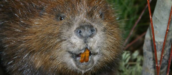 Un castor - Sputnik Mundo