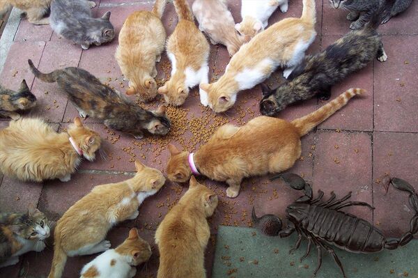 Pulmonoscorpius kirktonensis cerca de una gatería Pulmonoscorpius kirktonensis cerca de una gatería - Sputnik Mundo