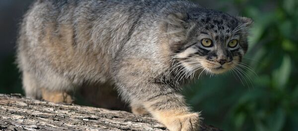 En peligro de extinción: los animales más raros del mundo - Sputnik Mundo