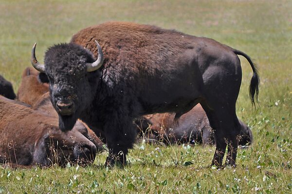 En peligro de extinción: los animales más raros del mundo - Sputnik Mundo