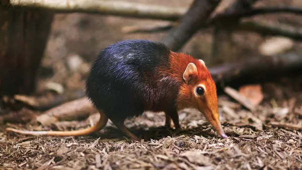 Una musaraña elefante de Peters (rhynchocyon petersi) en el Zoológico de Filadelfia (archivo) - Sputnik Mundo