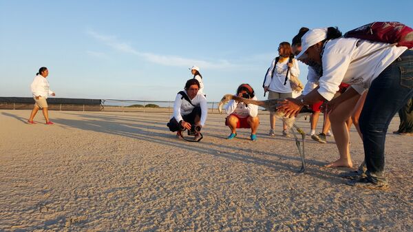 Reserva Ría Lagartos en México - Sputnik Mundo