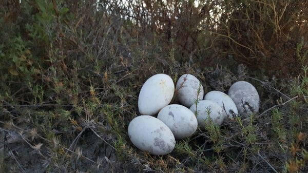 En la reserva Ría Lagartos donde miles de flamencos han anidado meses atrás, para dar paso a una nueva generación - Sputnik Mundo
