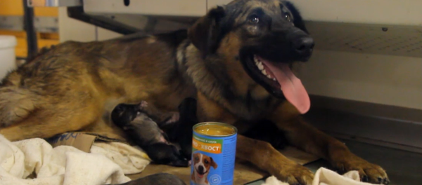 Una perrita pare 10 cachorros en un vagón del metro de Moscú Una perrita pare 10 cachorros en un vagón del metro de Moscú - Sputnik Mundo