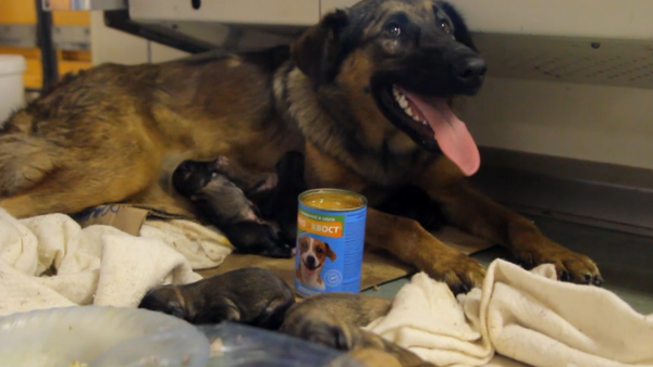 Una perrita pare 10 cachorros en un vagón del metro de Moscú Una perrita pare 10 cachorros en un vagón del metro de Moscú - Sputnik Mundo