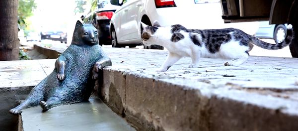 Turquía erige una estatua en honor al gato más vago de las redes sociales - Sputnik Mundo
