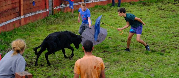 Sin sangre ni dolor. Las corridas de toros portuguesas en todo su esplendor Sin sangre ni dolor. Las corridas de toros portuguesas en todo su esplendor - Sputnik Mundo