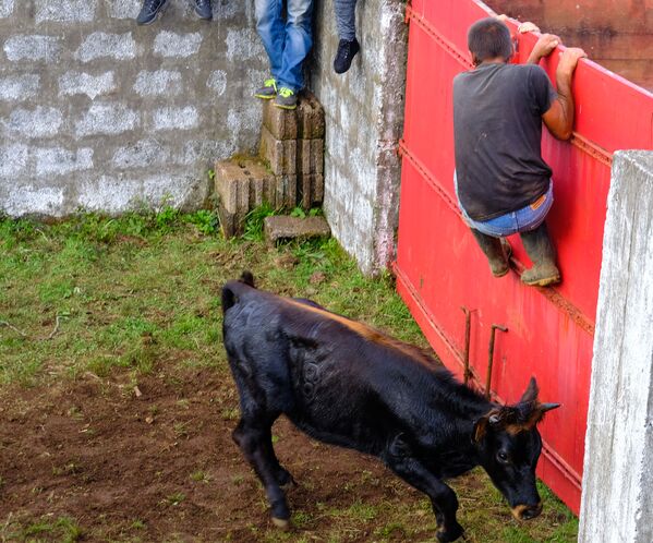 Sin sangre ni dolor. Las corridas de toros portuguesas en todo su esplendor - Sputnik Mundo