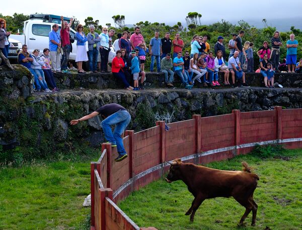 Sin sangre ni dolor. Las corridas de toros portuguesas en todo su esplendor - Sputnik Mundo