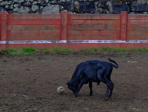 Sin sangre ni dolor. Las corridas de toros portuguesas en todo su esplendor - Sputnik Mundo