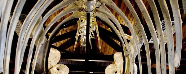 Los huesos de un dinosaurio en un museo brasileño (archivo) - Sputnik Mundo