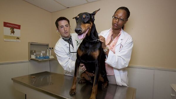 Veterinarios Veterinarios - Sputnik Mundo