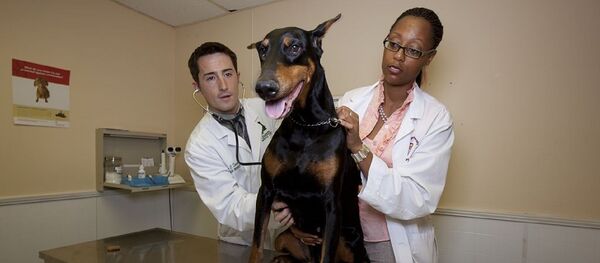 Veterinarios - Sputnik Mundo