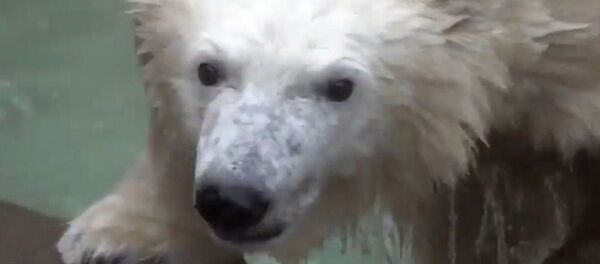 Una cría de oso polar disfruta de un refrescante baño - Sputnik Mundo