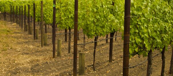 Un vivero de vid - Sputnik Mundo