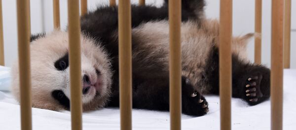 Three-month-old baby panda Tian Bao is pictured during a press conference on the name of the animal at the Pairi Daiza animal park, on September 15, 2016, in Brugelette, Belgium Three-month-old baby panda Tian Bao is pictured during a press conference on the name of the animal at the Pairi Daiza animal park, on September 15, 2016, in Brugelette, Belgium - Sputnik Mundo