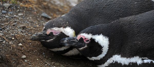 Pingüinos magallánicos Pingüinos magallánicos - Sputnik Mundo