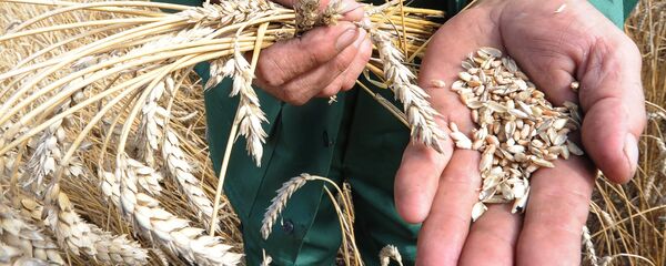 Cosecha de cereales - Sputnik Mundo