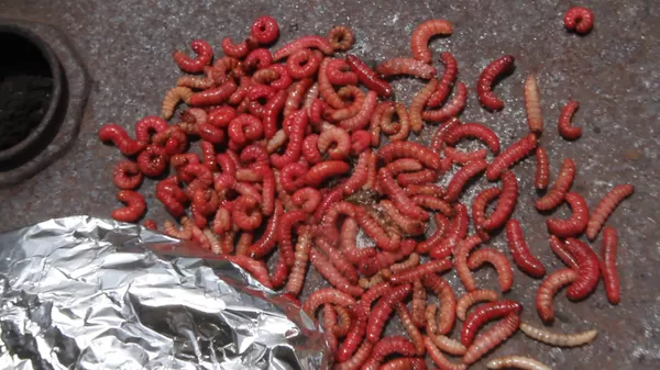 Chinicuil, gusano rojo de maguey, tesoro gastronómico de los hidalguenses Chinicuil, gusano rojo de maguey, tesoro gastronómico de los hidalguenses - Sputnik Mundo