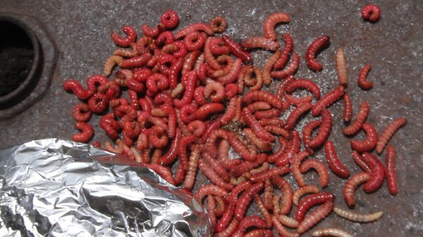 Chinicuil, gusano rojo de maguey, tesoro gastronómico de los hidalguenses Chinicuil, gusano rojo de maguey, tesoro gastronómico de los hidalguenses - Sputnik Mundo